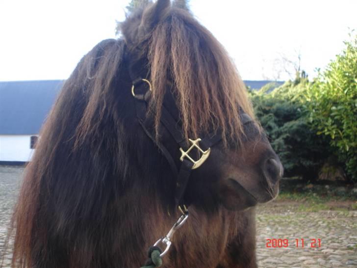 Anden særlig race Buller <3 billede 1