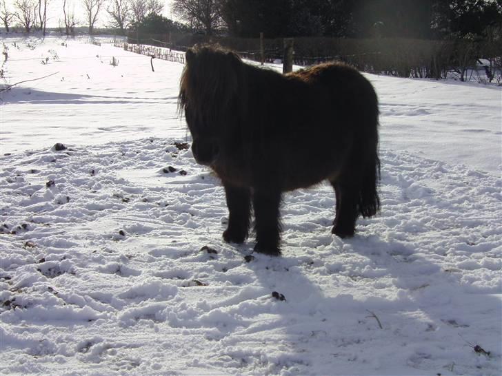 Anden særlig race Buller <3 billede 2