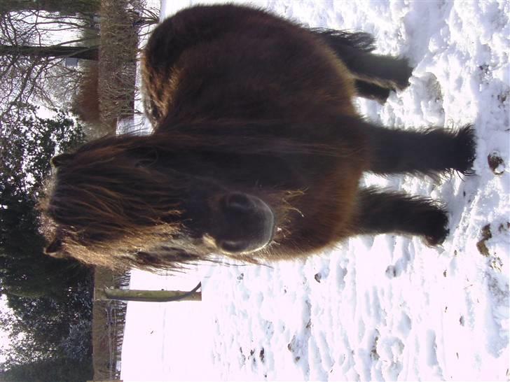 Anden særlig race Buller <3 billede 3