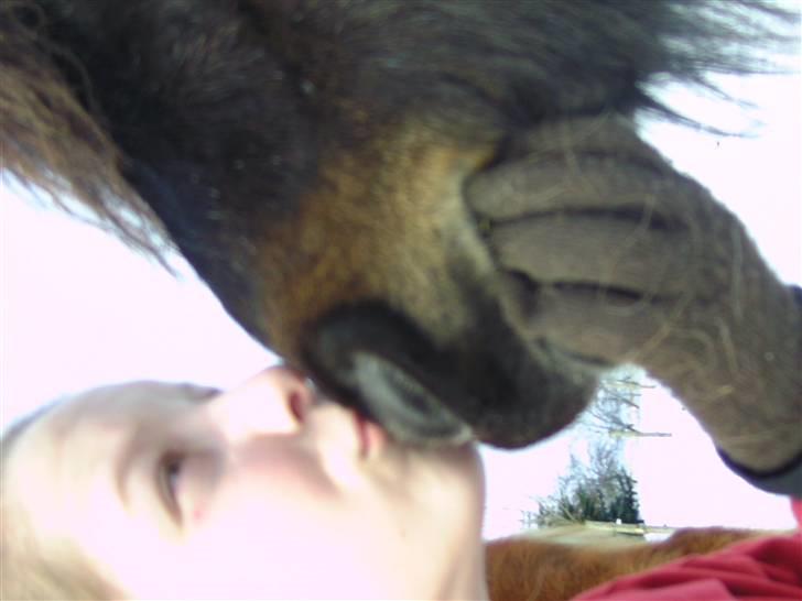 Anden særlig race Buller <3 billede 4