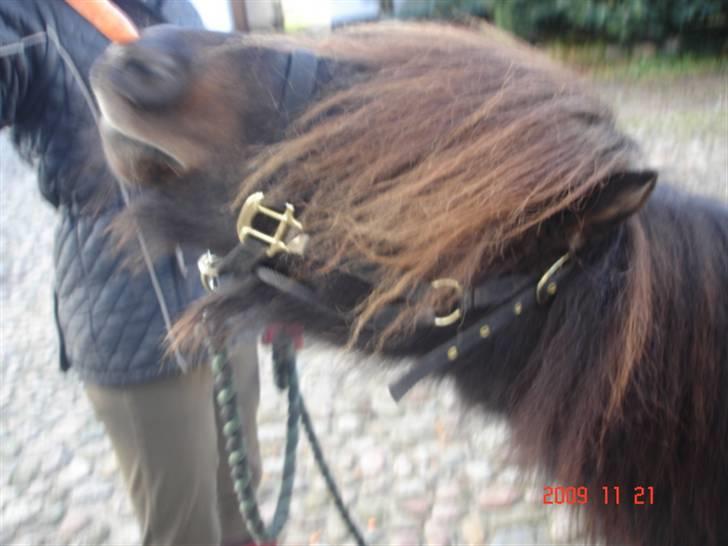 Anden særlig race Buller <3 billede 7