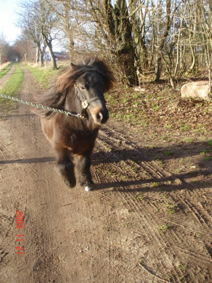 Anden særlig race Buller <3 billede 8