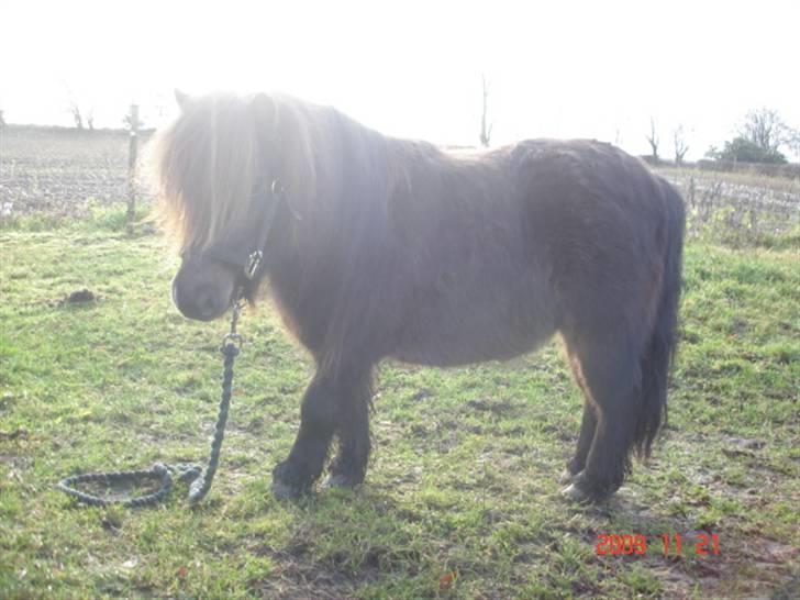 Anden særlig race Buller <3 billede 9