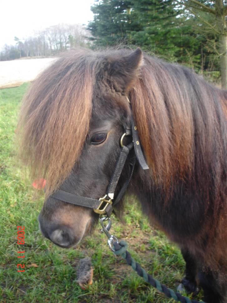 Anden særlig race Buller <3 billede 10