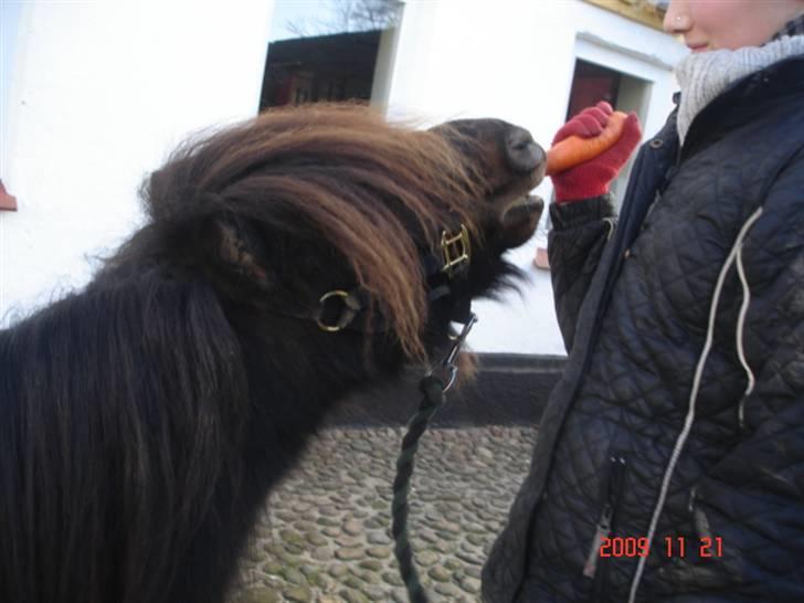 Anden særlig race Buller <3 billede 12