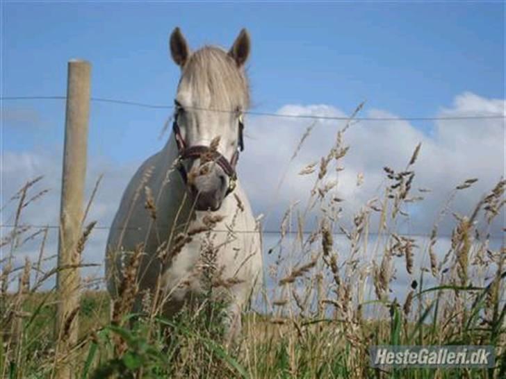 Anden særlig race Lísé<3  - billedet er tage frs tidl. ejers profil (; billede 3