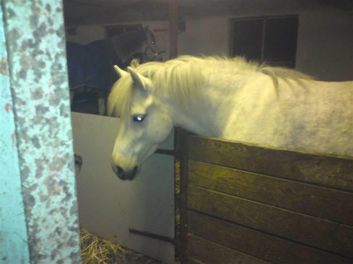 Anden særlig race Lísé<3  - aften hygge i stalden<3 billede 4