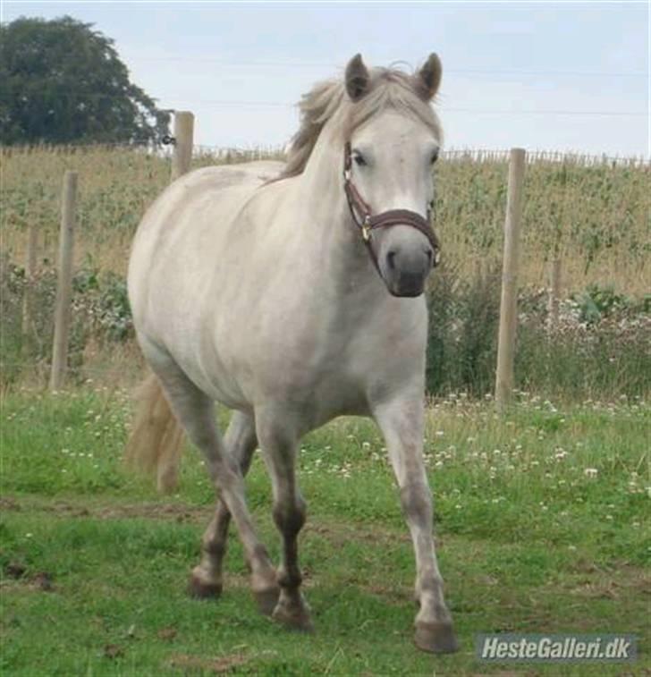 Anden særlig race Lísé<3  - billedet er tage frs tidl. ejers profil (; billede 5