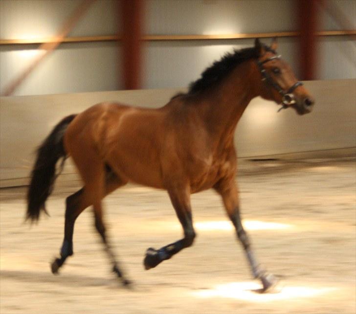 Dansk Varmblod Rimplers Hector Pascal - Heartbeat. billede 9