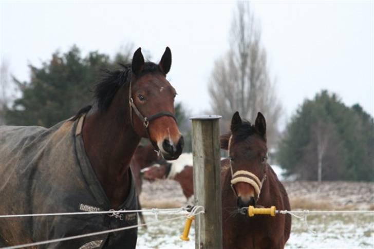 Oldenborg Hasselhøjs louie - Louie januar 2010 billede 19