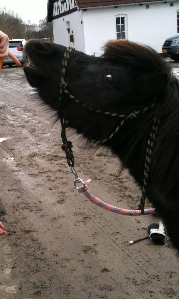 Shetlænder miss pinky - smil min skatt! efterår 09 billede 12