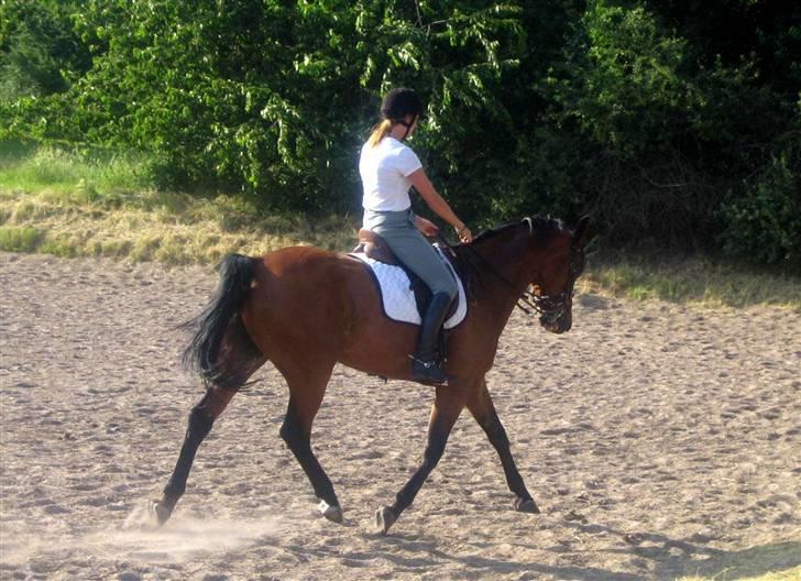 Dansk Varmblod Winka - Emilie og Winka rider dressur :) billede 6