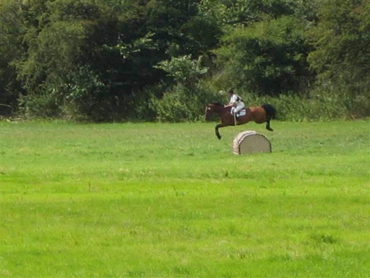 Dansk Varmblod Winka - Emilie og Winka til military stævne på Søborggård :) billede 10