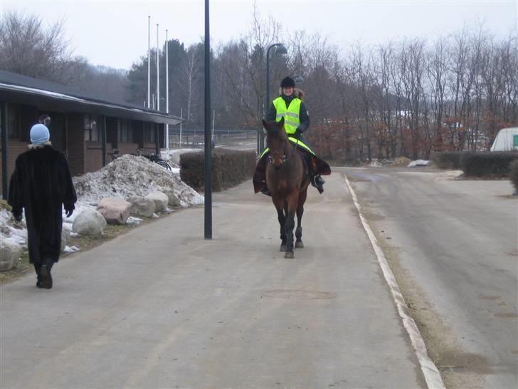Dansk Varmblod Winka - Mig og Winka på vej ned til Holterideklub :) billede 11