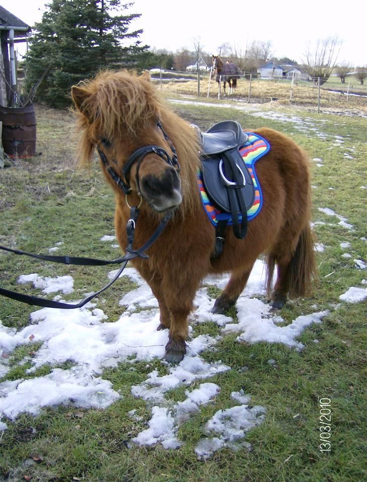 Shetlænder Hansen billede 11