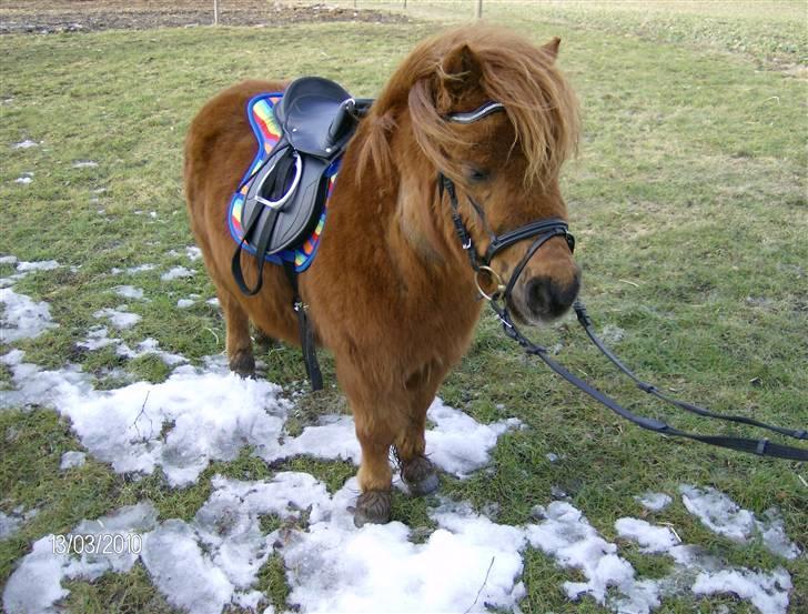 Shetlænder Hansen billede 12