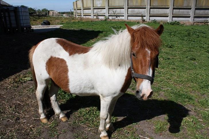 Anden særlig race Prins billede 16