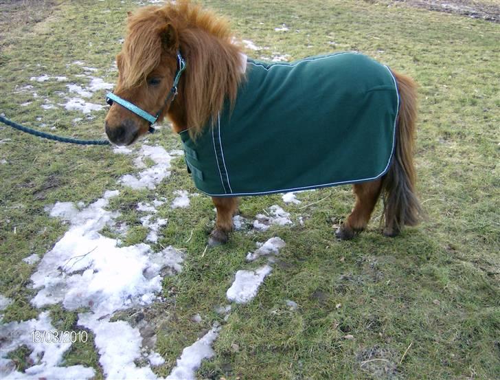 Shetlænder Hansen billede 13