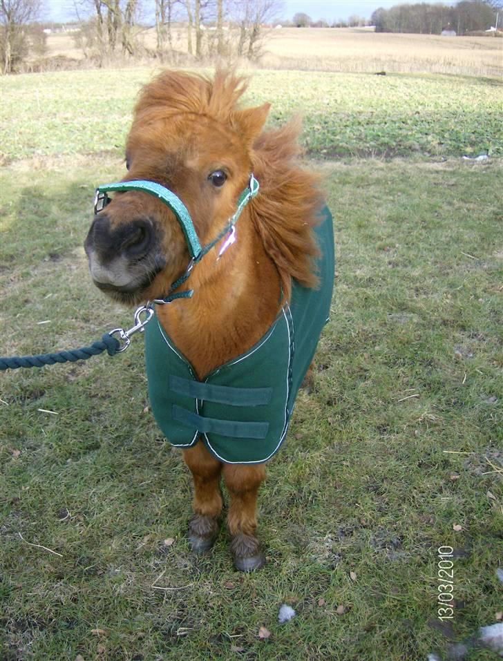 Shetlænder Hansen billede 14