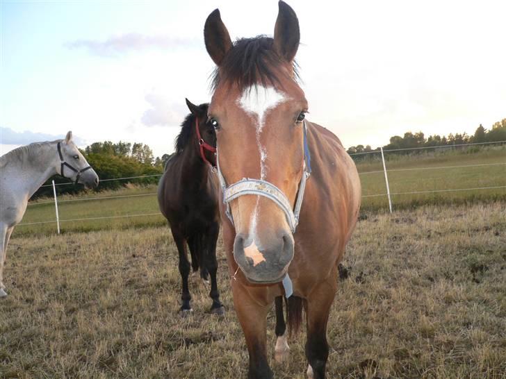 DSP Snorgaardens Magnus *Afl* billede 13