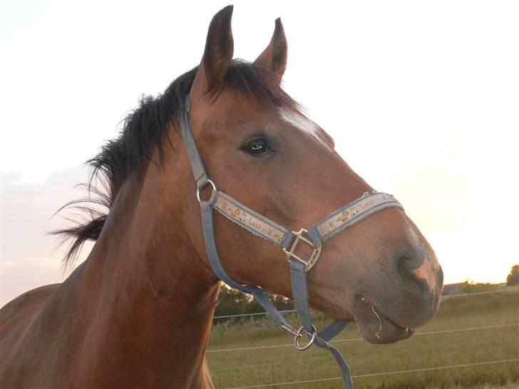 DSP Snorgaardens Magnus *Afl* billede 14