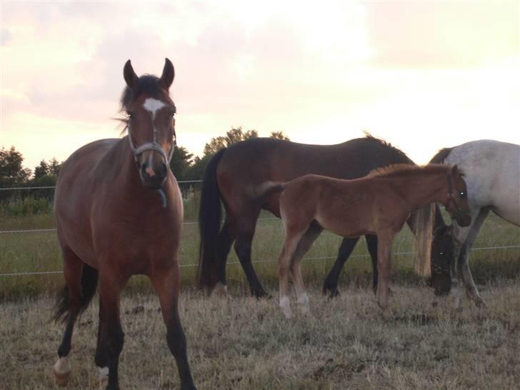 DSP Snorgaardens Magnus *Afl* billede 15