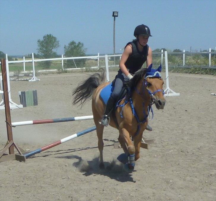 Anden særlig race Albert - Foto: Helle Bøttcher billede 7