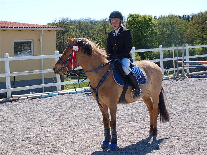 Anden særlig race Albert - Foto: Cille Louise Edelvang Tak.
Ryttertræf Aadalensridecenter højde springning 1 plads billede 8