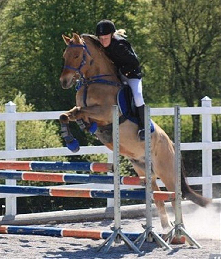 Anden særlig race Albert - Foto: Cille Louise Edelvang Tak.
Højde springning mod hest 1 meter første plads billede 9