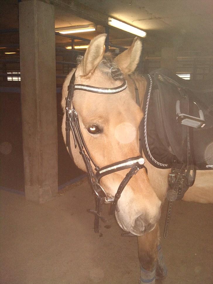 Anden særlig race Albert - Foto: Natasja Bøttcher Thorkildsen

På vej ud til dressur undervisning billede 10