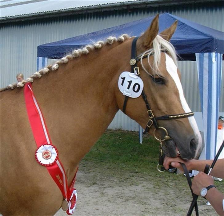 New Forest Stegstedgårds Malou RIP - Kåring. Malou er kåret i NF med sølvmedalje og i DSP billede 1