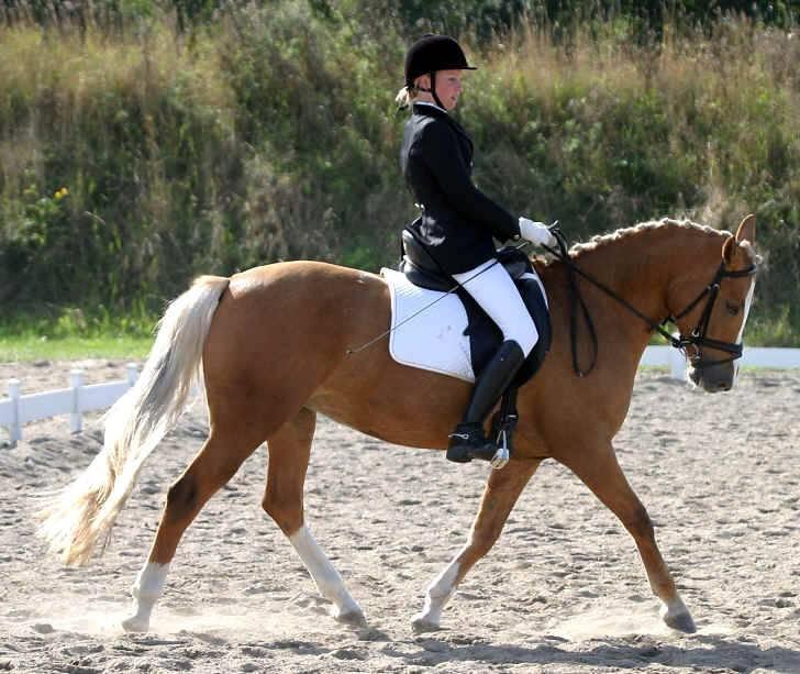 New Forest Stegstedgårds Malou RIP - 2003 3. plads i finalen til DSP championat for 6års i dressur  billede 2