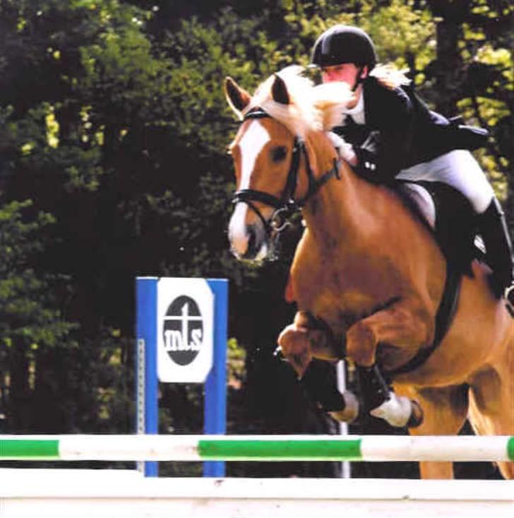 New Forest Stegstedgårds Malou RIP - 2003 første fejlfri MB til c-stævne billede 3