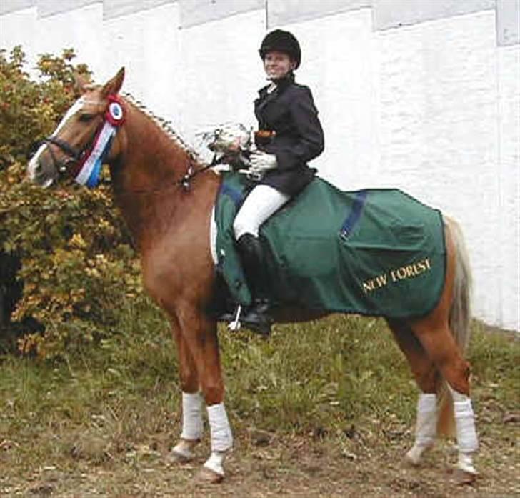 New Forest Stegstedgårds Malou RIP - 2002 Vinder af 5års championat i dressur billede 4