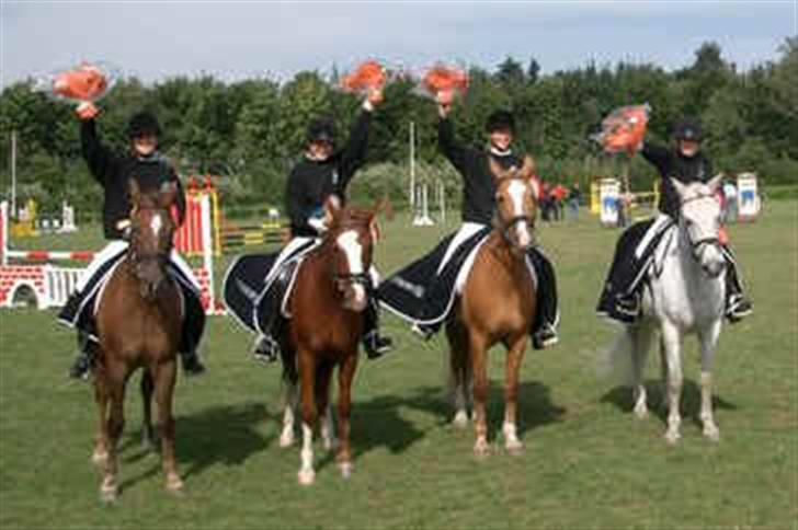 New Forest Stegstedgårds Malou RIP - 2003 Nordjysk mester for hold i dressur. Malou havde højeste % af alle i klasse... billede 5