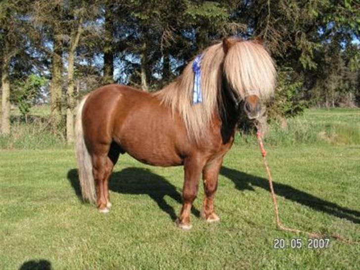 Shetlænder Sandro Hagenstrup (basse) - velkommen billede 1