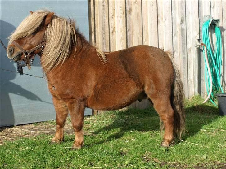 Shetlænder Sandro Hagenstrup (basse) - se mig  billede 2