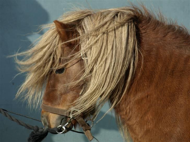 Shetlænder Sandro Hagenstrup (basse) - hans smukke hovde billede 3