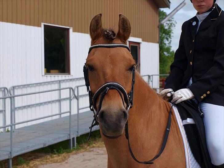 Anden særlig race Albert - Foto: Helle Bøttcher
Dressur stævne VOSK 2010 billede 11