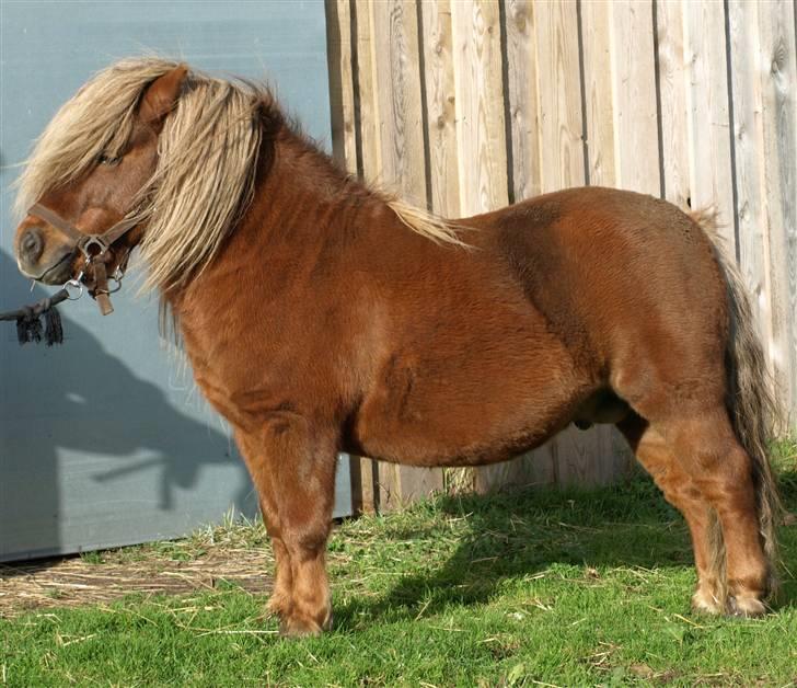 Shetlænder Sandro Hagenstrup (basse) billede 4