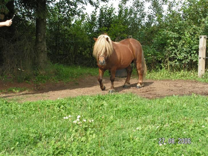 Shetlænder Sandro Hagenstrup (basse) billede 5