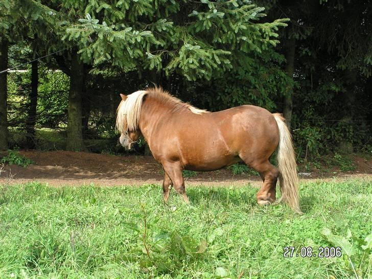 Shetlænder Sandro Hagenstrup (basse) billede 6