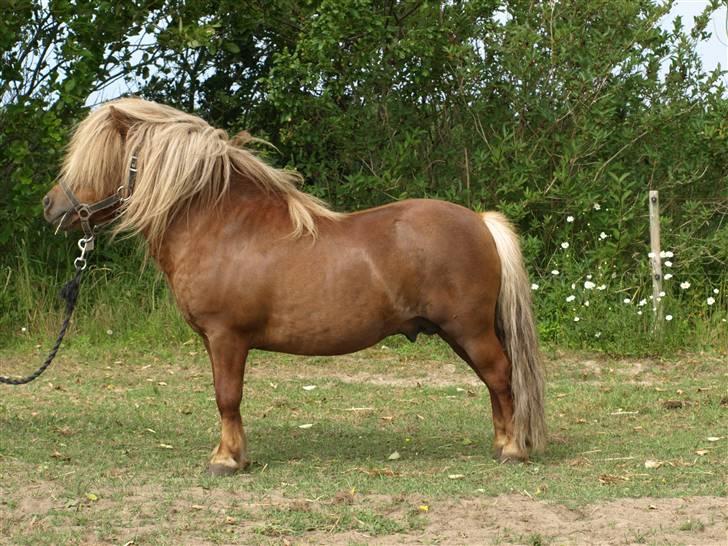 Shetlænder Sandro Hagenstrup (basse) billede 7