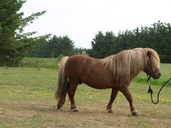 Shetlænder Sandro Hagenstrup (basse) billede 8