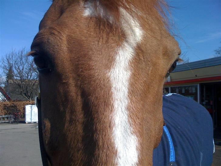 Anden særlig race Ferdinan - R.I.P. - #12 - 13/3-10 billede 12