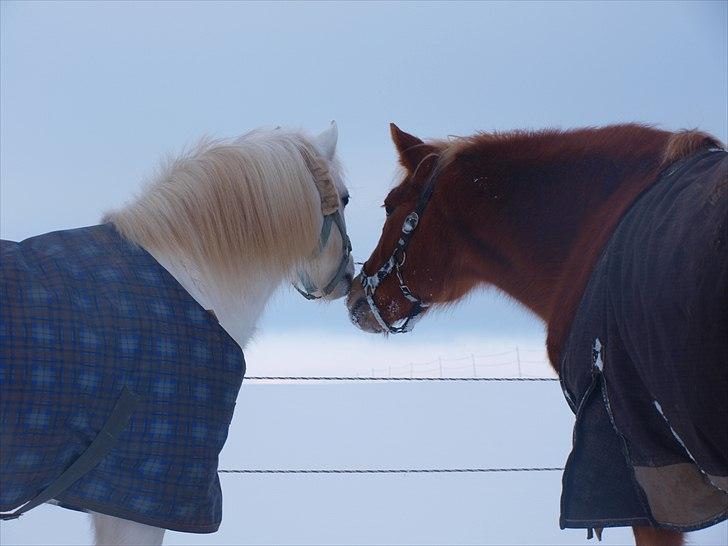 Anden særlig race Fie billede 1