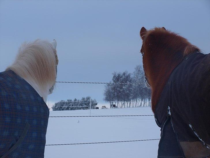 Anden særlig race Fie billede 2