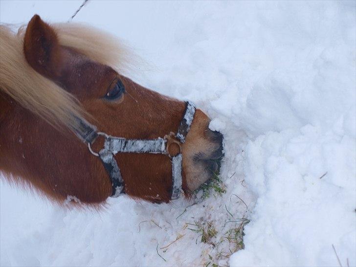 Anden særlig race Fie billede 3