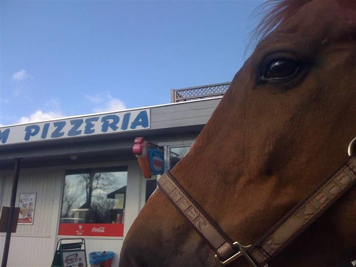 Anden særlig race Ferdinan - R.I.P. - #13 - 13/3-10. billede 13