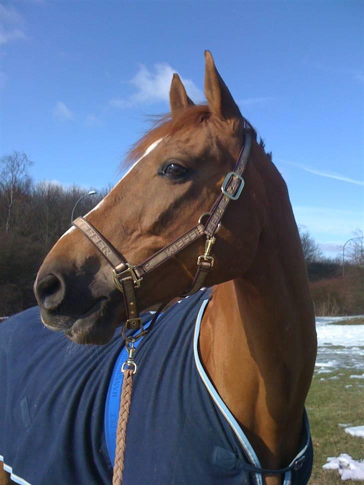 Anden særlig race Ferdinan - R.I.P. - #14 - 13/3-10. billede 14